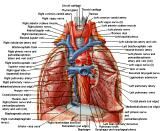 Anatomie:hart,longen,mediastinum,vagus,azygos,trachea,bronchus,vena cava,slokdarm,oesophagus,larynx,cor,diaphragma